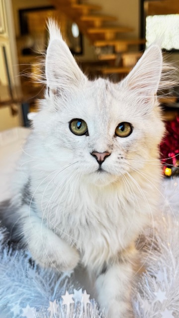 Makatea Ashley Chatterie MAKATEA Maine Coon