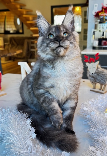 Makatea Aupaline  Chatterie MAKATEA Maine Coon