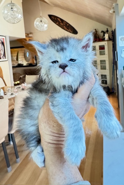 Avalanche  Chatterie MAKATEA Maine Coon