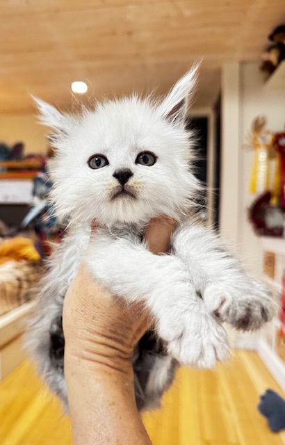 Maktea A'ChocoSnow  Chatterie MAKATEA Maine Coon