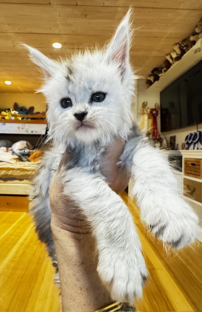 Makatea A'Starlight Chatterie MAKATEA Maine Coon