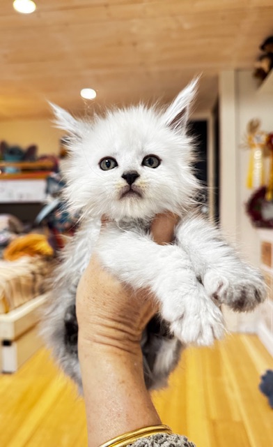 Maktea A'ChocoSnow  Chatterie MAKATEA Maine Coon