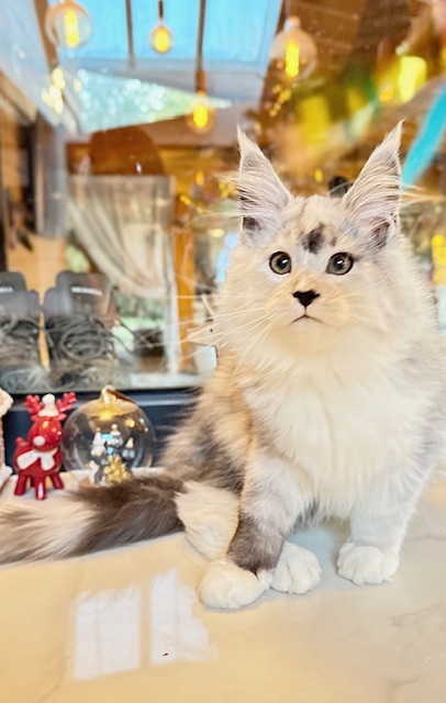 Makatea Al'Catraz Chatterie MAKATEA Maine Coon