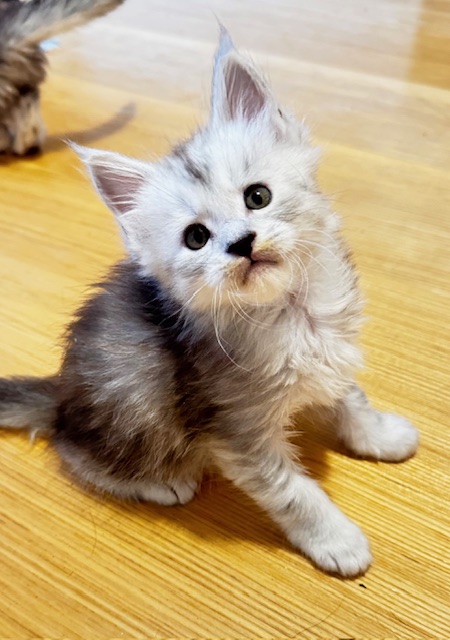 Makatea Apple Pie Chatterie MAKATEA Maine Coon