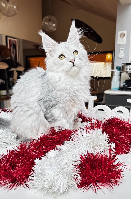 Makatea Ashley Chatterie MAKATEA Maine Coon