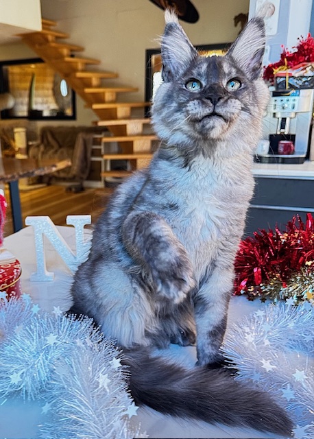 Makatea Aupaline  Chatterie MAKATEA Maine Coon