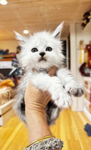 Maktea A'ChocoSnow  Chatterie MAKATEA Maine Coon