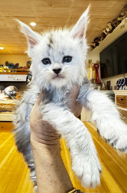 Makatea A'Starlight Chatterie MAKATEA Maine Coon