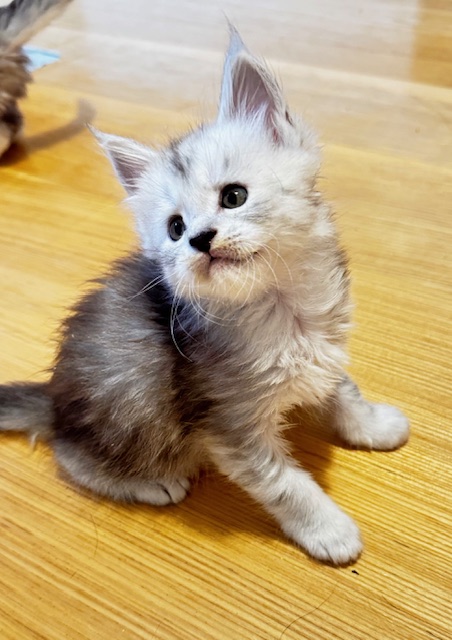 Makatea Apple Pie Chatterie MAKATEA Maine Coon