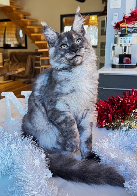 Makatea Aupaline  Chatterie MAKATEA Maine Coon