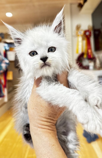 Maktea A’ChocoSnow Mâle Maine coon né le 17/10/2025. Disponible à l'adoption Chatterie Maine coon Makatea