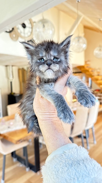Alaska Frost Chatterie MAKATEA Maine Coon