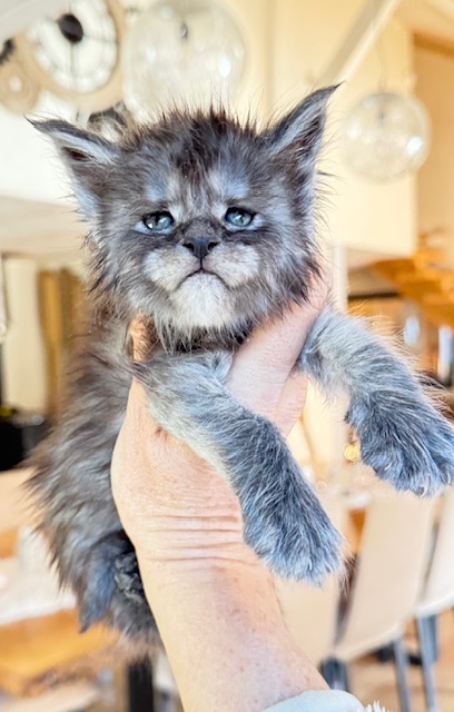 Alaska Frost Chatterie MAKATEA Maine Coon