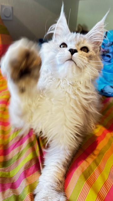 ODIN DE EAST-BLUE  Chatterie MAKATEA Maine Coon