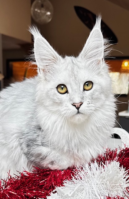 Makatea Ashley Chatterie MAKATEA Maine Coon