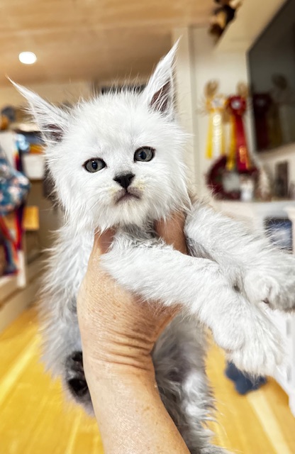 Maktea A'ChocoSnow  Chatterie MAKATEA Maine Coon