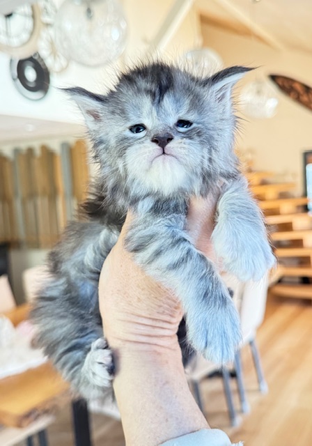 Alaska Snow  Chatterie MAKATEA Maine Coon