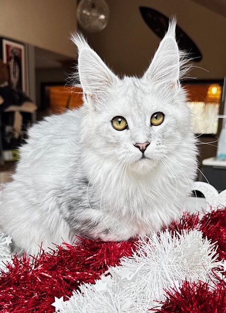 Makatea Ashley Chatterie MAKATEA Maine Coon