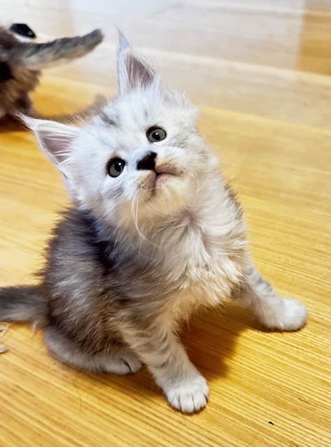 Makatea Apple Pie Chatterie MAKATEA Maine Coon