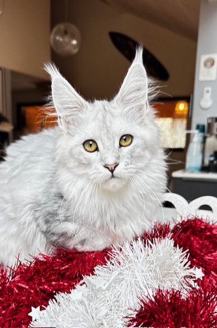 Makatea Ashley Chatterie MAKATEA Maine Coon