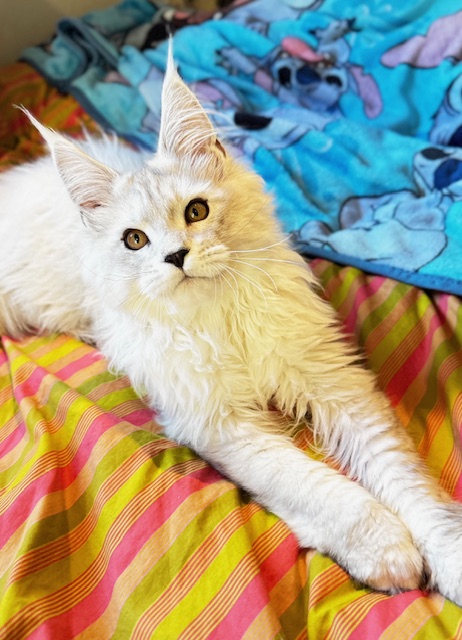 ODIN DE EAST-BLUE  Chatterie MAKATEA Maine Coon