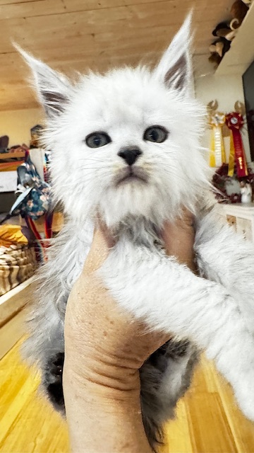 Maktea A'ChocoSnow  Chatterie MAKATEA Maine Coon