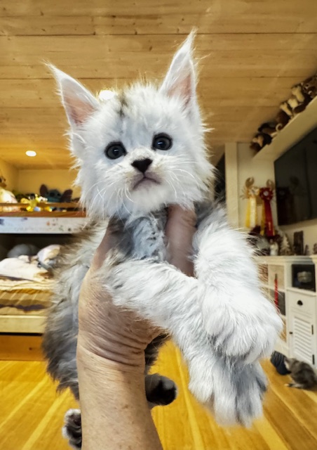 Makatea A'Starlight Chatterie MAKATEA Maine Coon