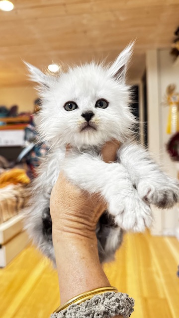 Maktea A'ChocoSnow  Chatterie MAKATEA Maine Coon