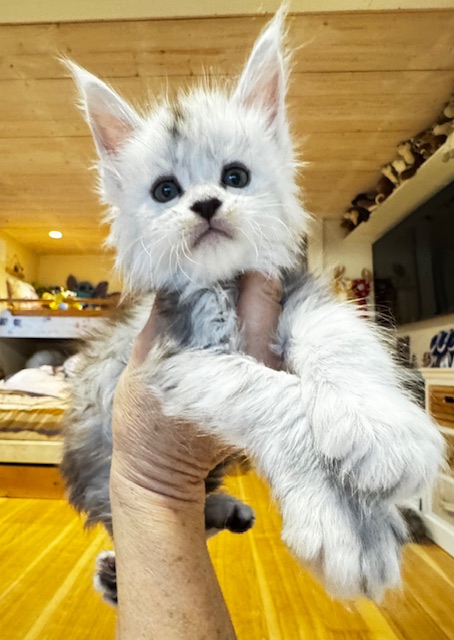 Makatea A'Starlight Chatterie MAKATEA Maine Coon