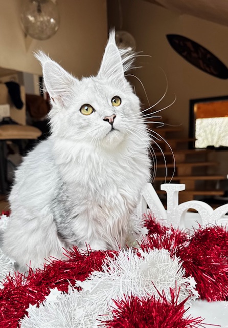 Makatea Ashley Chatterie MAKATEA Maine Coon