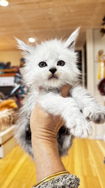 Maktea A'ChocoSnow  Chatterie MAKATEA Maine Coon