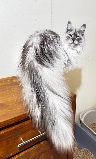 Makatea V'Jingle Bell  Chatterie MAKATEA Maine Coon