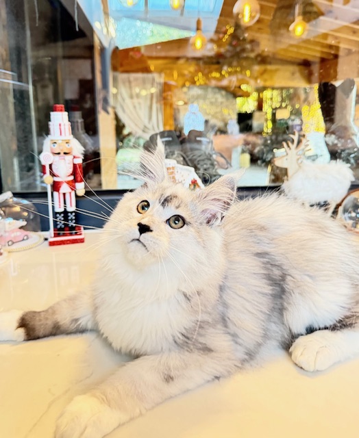 Makatea Al'Catraz Chatterie MAKATEA Maine Coon