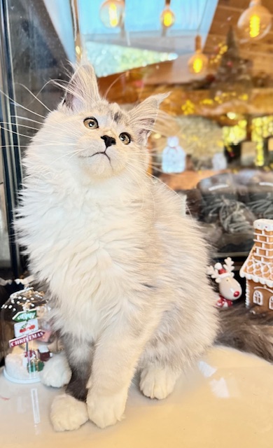 Makatea Al'Catraz Chatterie MAKATEA Maine Coon