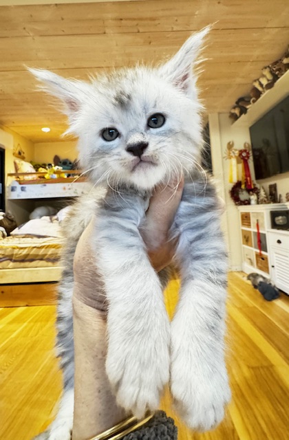 Makatea Apple Pie Chatterie MAKATEA Maine Coon