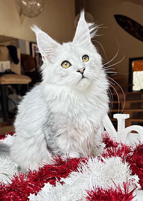 Makatea Ashley Chatterie MAKATEA Maine Coon