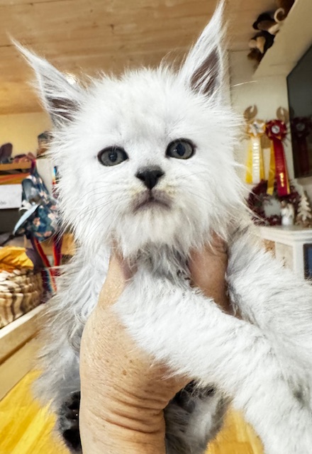 Maktea A'ChocoSnow  Chatterie MAKATEA Maine Coon
