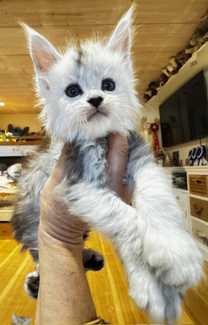 Makatea A'Starlight Chatterie MAKATEA Maine Coon