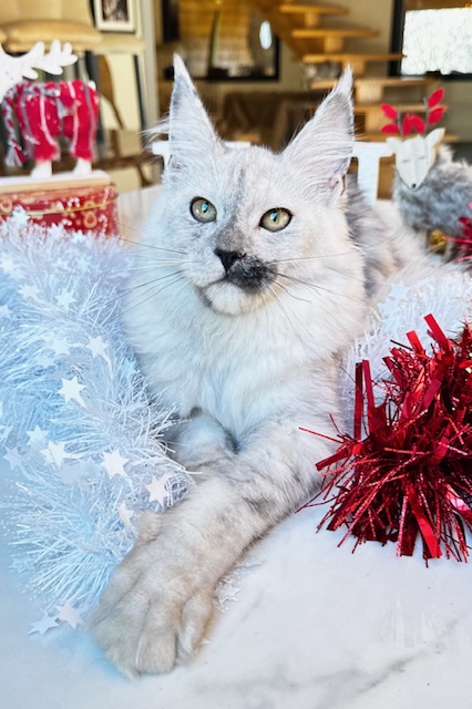 Makatea Adaline Femelle Maine coon née le 27/05/2025. Chatterie Maine coon Makatea