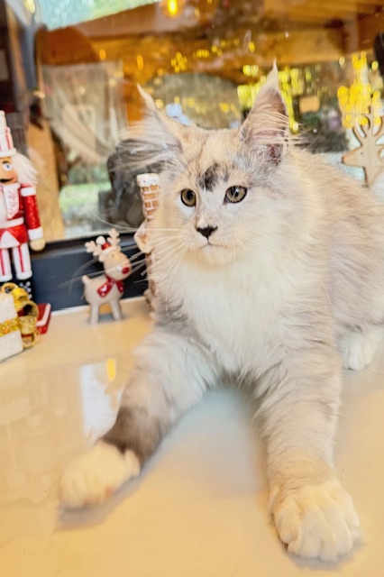 Makatea Al'Catraz Chatterie MAKATEA Maine Coon