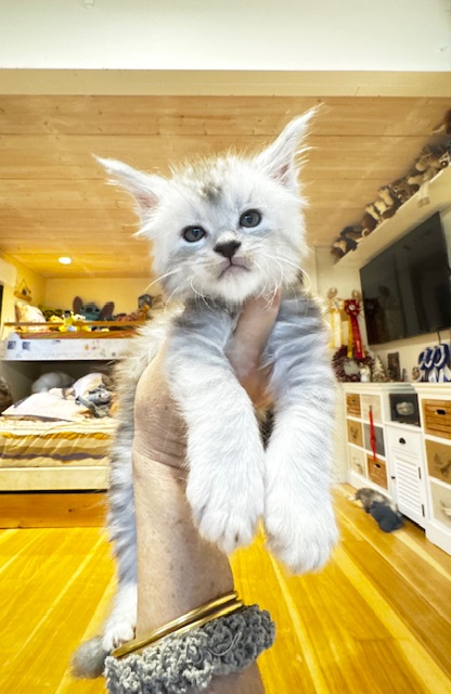 Makatea Apple Pie Chatterie MAKATEA Maine Coon