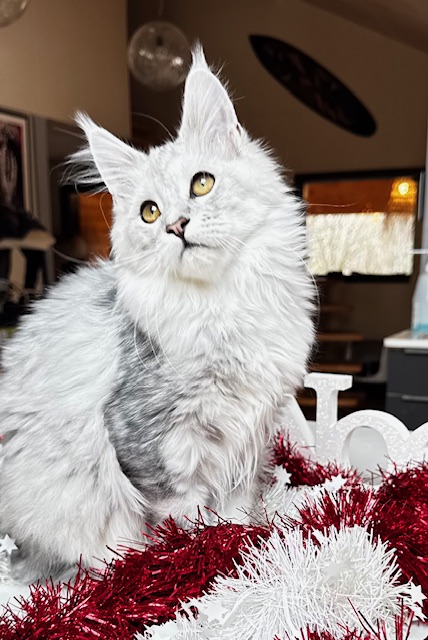 Makatea Ashley Chatterie MAKATEA Maine Coon