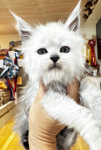 Maktea A'ChocoSnow  Chatterie MAKATEA Maine Coon