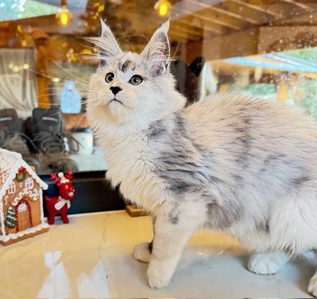 Makatea Al'Catraz Chatterie MAKATEA Maine Coon