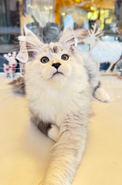 Makatea Al'Catraz Chatterie MAKATEA Maine Coon