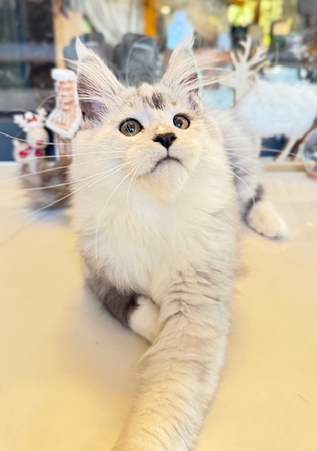 Makatea Al'Catraz Chatterie MAKATEA Maine Coon