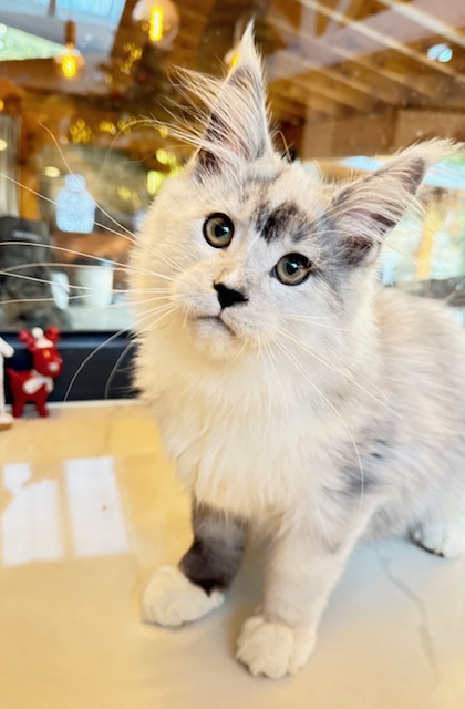 Makatea Al'Catraz Chatterie MAKATEA Maine Coon