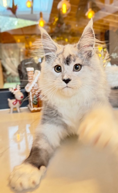 Makatea Al'Catraz Chatterie MAKATEA Maine Coon