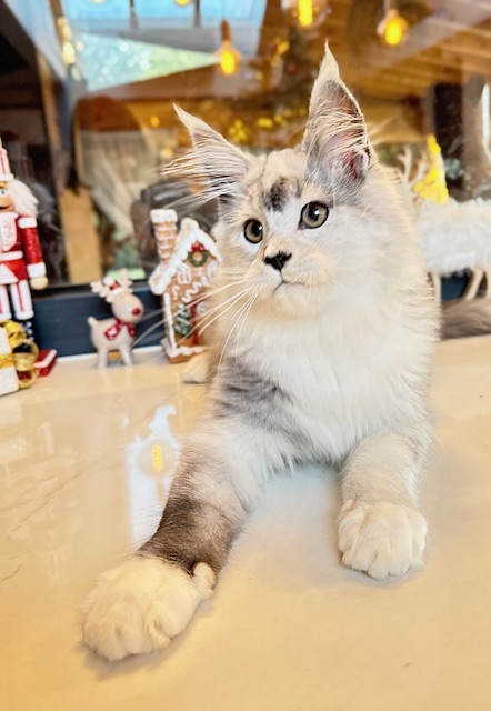 Makatea Al'Catraz Chatterie MAKATEA Maine Coon