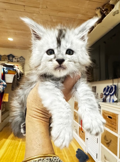 Makatea Amaretto Chatterie MAKATEA Maine Coon